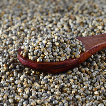 Bulk export pearl millet wholesale natural grains large volume supply - HIGHPROFILE AGRICULTURE SERVICES LIMITED - Tanzania