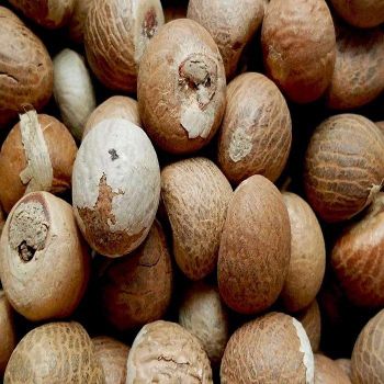 Premium Quality Betel Nuts Dried Areca Seed in Bulk Supply for Raw Processing Export Standard from TRADECENTRIC LLC Premium Quality Betel Nuts Dried Areca Seed in Bulk Supply for Raw Processing Export Standard - TRADECENTRIC LLC - United States