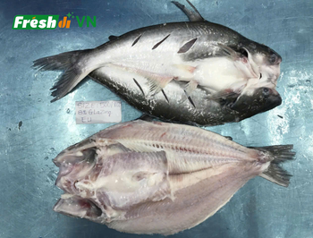 Frozen Butterflied Pangasius / Split Pangasius - SEAFOOD VIET NAM AGENT - Vietnam