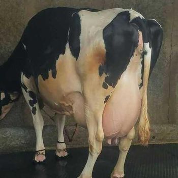 Low price pregnant Holstein heifers offered in bulk supply ideal for dairy farming - Mutlu Et Mustafa - France