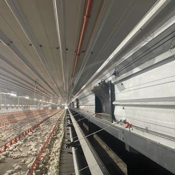 China Made Customizable Broiler Flat Rearing Equipment Offers Reliable Quality Competitive Price and Smart Farming Features for Large-Scale Poultry Farm Plant - Qingdao Hi-hope Agricultural Technology Co., Ltd. - China