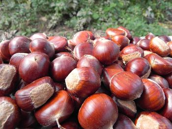 Fresh chestnut - Taian Yihang food Co,Ltd - China