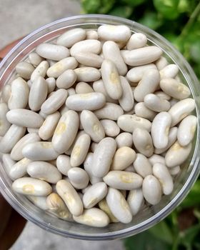 White Kidney Beans Hot Selling Organic White Kidney Beans Premium Wholesale Bulk Legumes High Protein Pulses - TRADECENTRIC LLC - United States