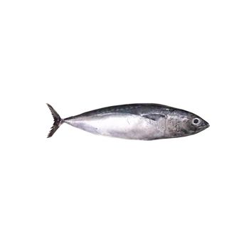 Frozen bonito fish from factory in bulk to export for wholesales - TANIS IMPORT & EXPORT COMPANY LIMITED - Vietnam