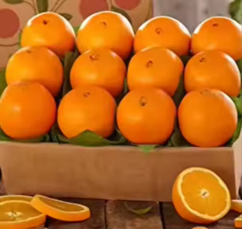 Fresh Juicy Oranges for Export – High Vitamin C Citrus Fruit for Wholesale, Supermarkets & Distributors - TRADE NEPAL LLC - United States