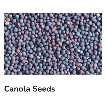 canola seeds Packaging bulk Grade all - Siddharth electric construction  - India