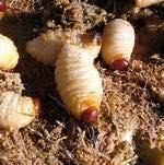 palm weevil larvae - Cameroon Agricultural Compant Ltd - Cameroon