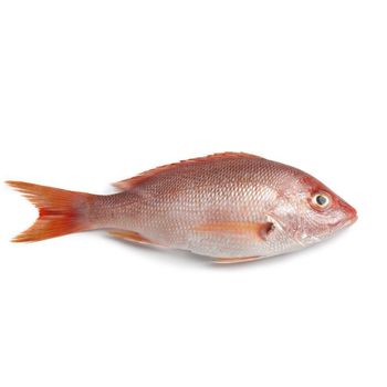 Premium Quality Frozen Pargo Fish available now Order online and enjoy fast delivery for top taste and freshness - AK.BOLO MEDIK LTD - Thailand