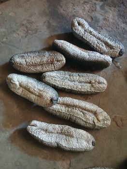 Sea Cucumber - Certificate of corparation - Kenya