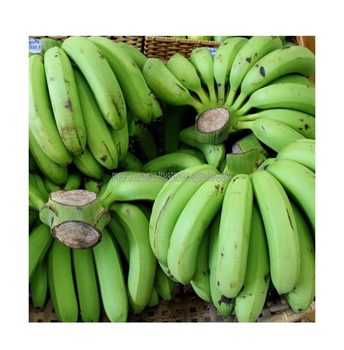 Cavendish Bananas - TRISEA TRADING - India