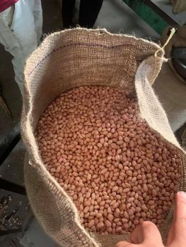 BRAZILLIAN RUNNER PEANUTS - Iai holding as - Denmark