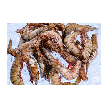 Premium Frozen Tiger Prawns – Multi-Size Box Packaging for Wholesale Supply - FK GLOBAL TRADING - Netherlands