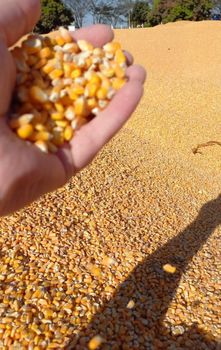 Corn