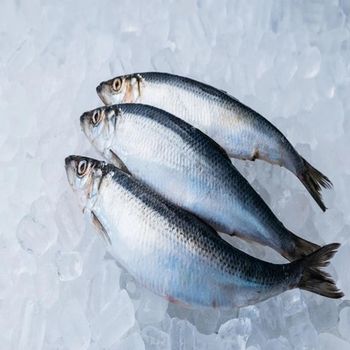 Frozen Atlantic Herring Whole Wild Caught IQF Seafood for International Wholesale and Retail Markets - PILOTEXPORT IMPORT AND EXPORT LTD - South Africa