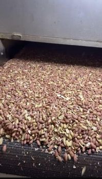 Blanched Peanuts from Al-Taqwa for Agricultural Crops Blanched Peanuts - Al-Taqwa for Agricultural Crops - Egypt