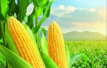 Maize - Genks Holdings - Tanzania
