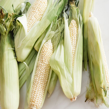 Premium Quality White Corn Maize Non Gmo 5kg 10kg 25kg 50kg Natural White Kernels Fresh Clean Grain Sweet Taste Ideal For Daily Food Use Milling And Export Buy Now Fast Delivery Wholesale from wood traders Premium Quality White Corn Maize Non Gmo 5kg 10kg 25kg 50kg Natural White Kernels Fresh Clean Grain Sweet Taste Ideal For Daily Food Use Milling And Export Buy Now Fast Delivery Wholesale - wood traders - Poland