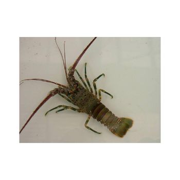 Frozen smooth tail lobster with firm meat for global buyers - BMU TRADING GMBH - Germany