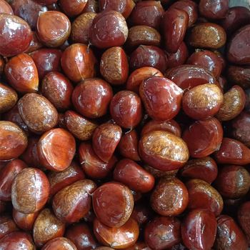 Fresh Chestnut Variety Fresh Chestnut Supply Ability 10000 Tons Per Month Transport Temperature -2.0'C, -2.0'c Supply Pe - Thai Agri Company - Thailand