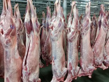 Fresh Chilled Sheep Meat Mutton - Royal Osmania Commodities DMCC - United Arab Emirates