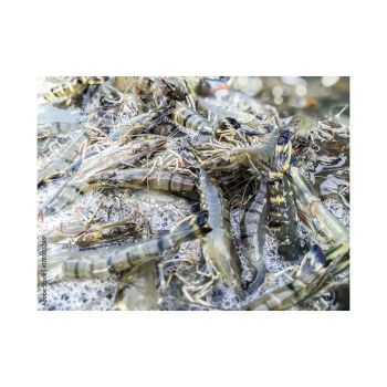 Premium Quality Frozen Shrimps Wholesale Supply At Factory Price For Sale from MASI TRADING GMBH Premium Quality Frozen Shrimps Wholesale Supply At Factory Price For Sale - MASI TRADING GMBH - Germany