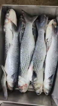 Freshly Caught Grey Mullet Sea Fish - PT INANIA KARYA BERSAMA - Indonesia