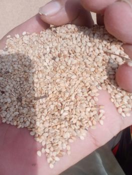Sesame Seeds – product photo, Raw Sesame Seeds products found from trusted suppliers, wholesalers, manufacturers & exporters Listing