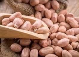 Groundnuts (Edible Peanut Kernels for Food Processing & Export) - Neemvl Exports LLP - India