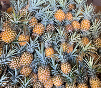 Bulk Supply Fresh Pineapple from Njang Investments Limited Bulk Supply Fresh Pineapple - Njang Investments Limited - Kenya
