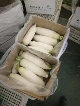 Shandong Radish 2021 Crop to Oman - Laiwu Manhing Vegetables Fruits Corporation - China