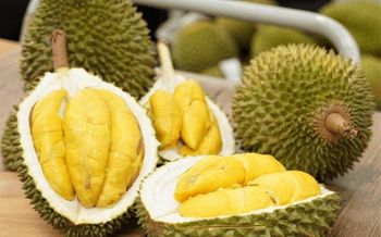Durian is a tropical fruit known for its strong odor and thorn-covered husk. It is often described as having a custard-like texture with a unique combination of sweet and savory flavors. Despite its divisive aroma, durian is beloved by many in Southeast Asia and considered the "king of fruits." - Vegetexco Ho Chi Minh City - Vietnam