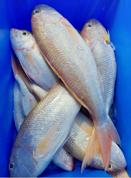 FROZEN GOLDBAND SNAPPER FISH - HIGH QUALITY Type Frozen - PT Savya Coco Provita - Indonesia