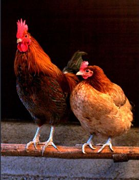 “Frozen chicken and poultry” from Kaan “Frozen chicken and poultry” – product photo, Whole Frozen Chicken products found from trusted suppliers, wholesalers, manufacturers & exporters Listing
