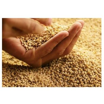 Top Quality Organic Dried Whole Wheat Grains For Sale At Best Price -  CALIPSO POLSKA SP Z OO  - Poland