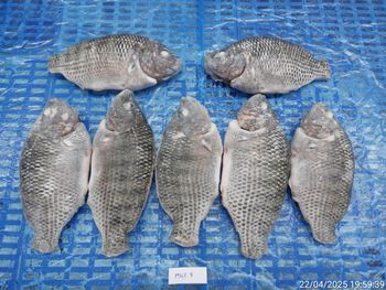 Frozen Tilapia Whole Round, Gutted, Fin On, Tail On Manufacturer CADOVINA - DL 483 Packing Method Iqf, Bulk 10kgs/ctn Net Weight Accuracy 100% Net Weight - CADOVINA - Vietnam