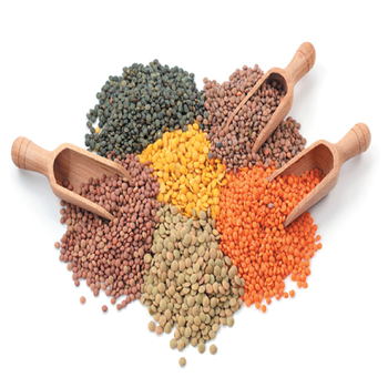 High Nutrition Green Lentils Whole Clean Lentils Affordable Bulk Orders Cheap Wholesale Rates from A.C.P. AGRICULTURE COMPANY LIMITED High Nutrition Green Lentils Whole Clean Lentils Affordable Bulk Orders Cheap Wholesale Rates - A.C.P. AGRICULTURE COMPANY LIMITED - Thailand