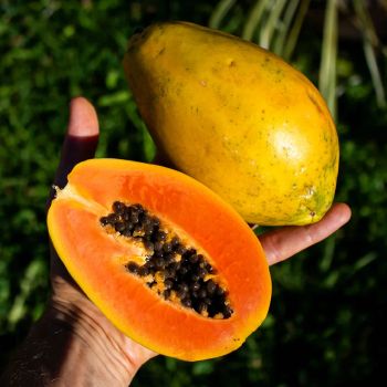 Papaya Golden Organic Yes Features Organic Degree of Processing Whole Degree Of Maturity Mature, Pre-Ripened, Unripe - Njang Investments Limited - Kenya