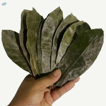 Dried Soursop Leaves, A -  99 Gold Data Processing Trading Company Limited  - Vietnam