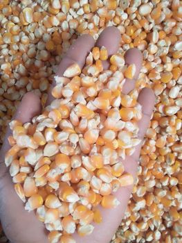Yellow Maize - Creative Center company - United Arab Emirates