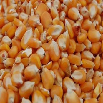 Organic Non-GMO Yellow & White Corn Maize Sweet Dried Corn for Human & Animal Feed for Consumption - AGRONOVA - United States