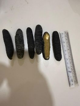 Sea cucumber - Nursafaa Trading - Malaysia