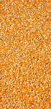 Yellow maize and Soya Doc (Non-GMO) - Narayani - India