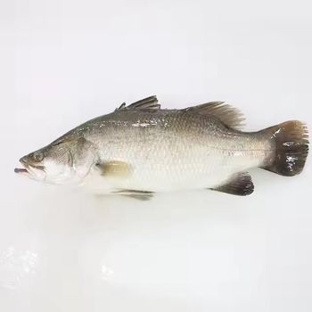 Frozen Sea Bass Fish Whole Round Export Quality Carefully Processed Rich Texture Fresh Frozen Ocean Harvest Selection - TOSOH INTERNATIONAL - South Africa