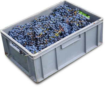 Product – product photo, Assorted Fruit Drink products found from trusted suppliers, wholesalers, manufacturers & exporters Listing