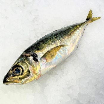 Frozen Mackerel Fish Deep Sea Harvested Seafood Offering Excellent Texture And Fresh Taste For Bulk Importers - TOSOH INTERNATIONAL - South Africa