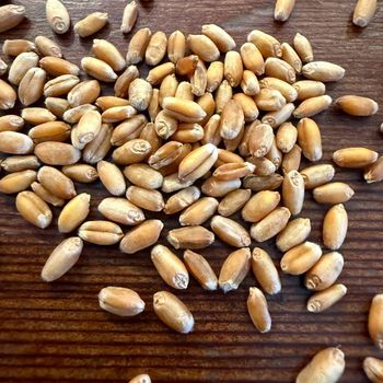 Natural Durum Wheat Grain For Industrial Flour Production With 12% - 14% Protein Content - THE GREEN INTERNATIONAL LIMITED - Tanzania