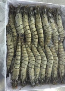 Buy Seafood For Sale / Crab Legs Wholesale / Lobster Tails for sale/ Buy Smoked Salmon in Bulk - VERTEX TRADING LIMITED - United Kingdom