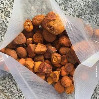 Premium Natural Cow Gallstone for Traditional Medicine and Herbal Remedies - SM MIAMOB SRL - Romania