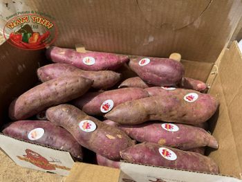 FRESH SWEET POTATO - Nam Tinh Co.,ltd - Vietnam