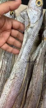 Premium Ribbon Fish from Bangladesh – Fresh Seafood Export Supply - Penta-Cats Ctg - Bangladesh